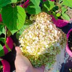 Hortenzia stromčekovitá (Hydrangea arborescens) ‘Candybelle® Stand Up Pink’ - výška 30-40 cm, kont. C2L